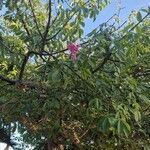 Ceiba speciosa Λουλούδι