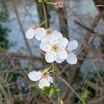 Prunus cerasusBlüte