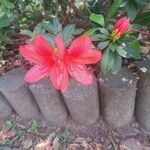 Rhododendron indicum Fleur