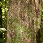 Chrysophyllum sparsiflorum Corteza