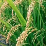 Oryza sativa Frucht