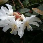 Rhododendron konori Blodyn