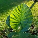 Colocasia esculentaΦύλλο