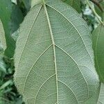 Ficus exasperata Lehti