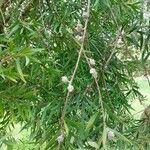 Hakea salicifolia Blatt