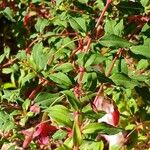 Fuchsia magellanica Folha