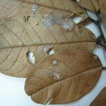 Matayba stenodictya Otro
