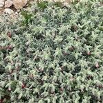 Echium angustifolium Other