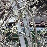 Prunus domestica عادت داشتن