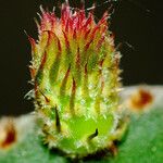 Opuntia rufida Blad