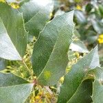 Berberis aquifoliumFolio