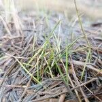 Littorella uniflora Leaf