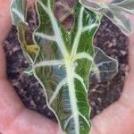 Alocasia sanderiana Leaf