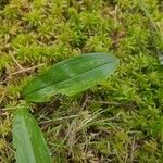 Maianthemum trifolium Lapas