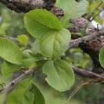 Flacourtia indica Blatt