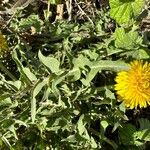 Taraxacum obliquilobum ഇല