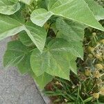 Hibiscus grandiflorus Yaprak