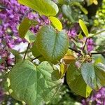 Cercis siliquastrumЛіст