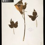 Hibiscus bifurcatus
