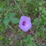 Ipomoea cordatotrilobaКвітка