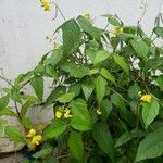 Vigna angularis Hoja
