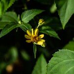 Wollastonia biflora Flor