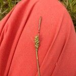 Carex paniceaFlower