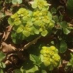 Chrysosplenium oppositifolium Blomst