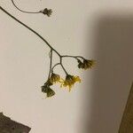 Hieracium murorum Květ