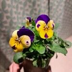 Viola tricolorFlower
