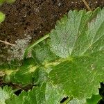 Geum pyrenaicum Leaf