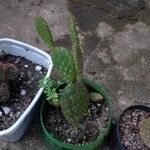 Opuntia aciculata Ліст