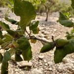 Quercus brantii Diğer