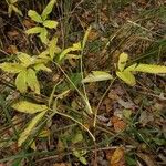 Comarum palustre Corteccia