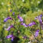 Teucrium orientale 花