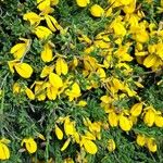 Cytisus decumbens Квітка