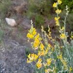 Anthyllis cytisoides Květ