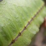 Bulbophyllum renkinianum Liść