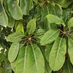 Schefflera actinophylla 葉