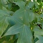 Liquidambar styraciflua 葉