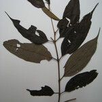 Miconia fragilis Други