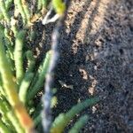 Salicornia perennis Schors