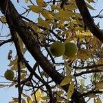 Juglans nigra फल