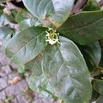 Osmanthus fragrans 花