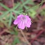 Geranium columbinum Flower