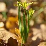 Gagea spathacea 花