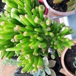 Crassula ovataLeaf