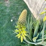 Aloe vera花