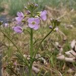 Cardamine raphanifolia花