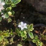 Serissa japonica Kwiat